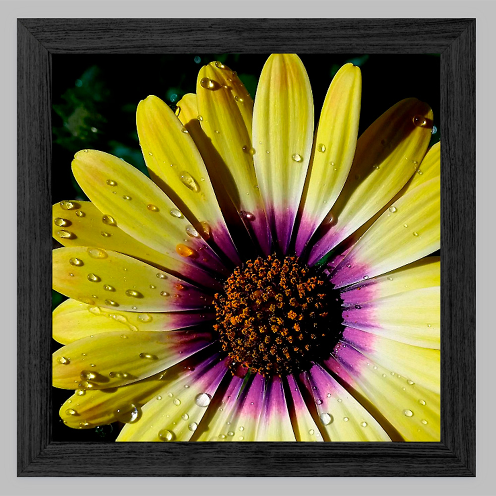 African Daisy photo 8x8 inch with Black Oak Frame African Daisy photo 8x8 inch with Black Oak Frame