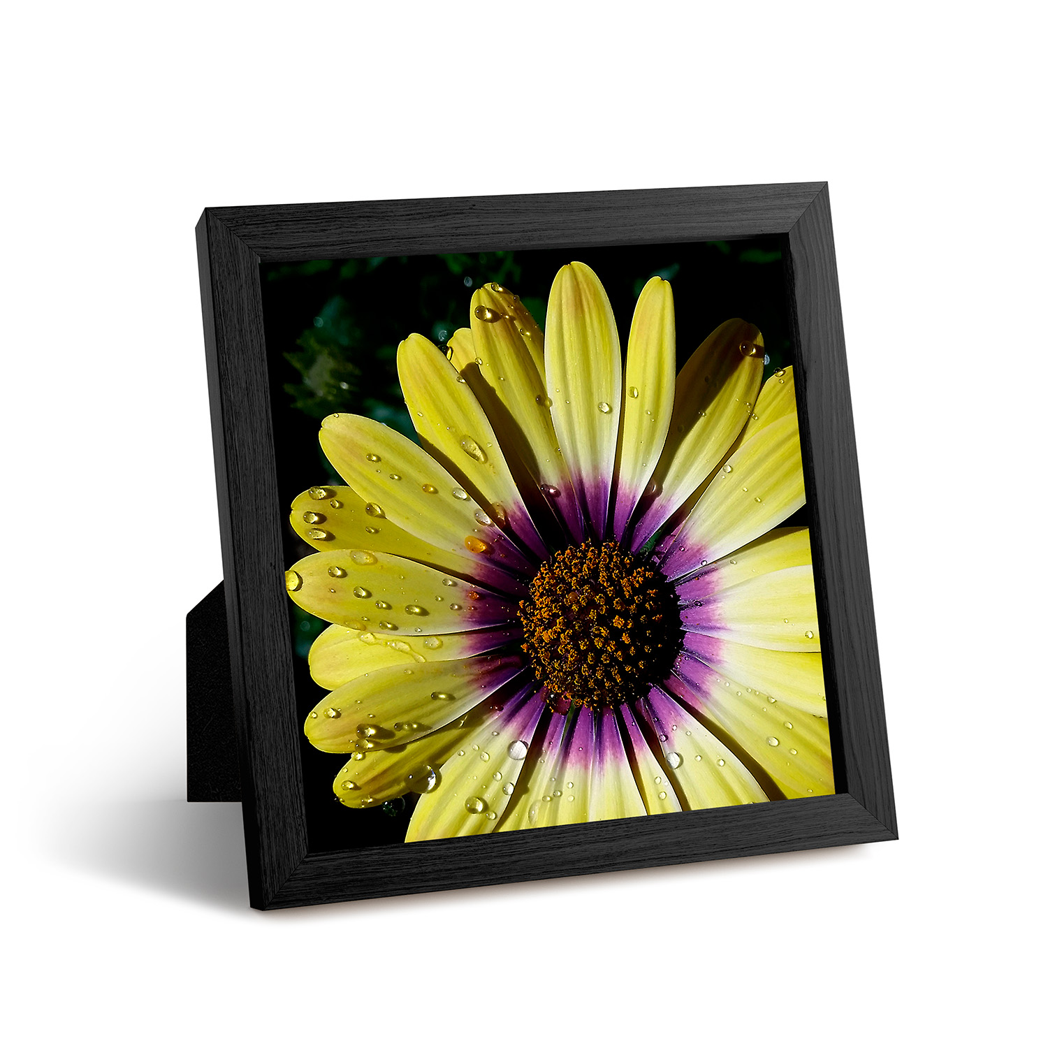 African Daisy photo 8x8 inch with Black Oak Frame shown upright African Daisy photo 8x8 inch with Black Oak Frame shown upright
