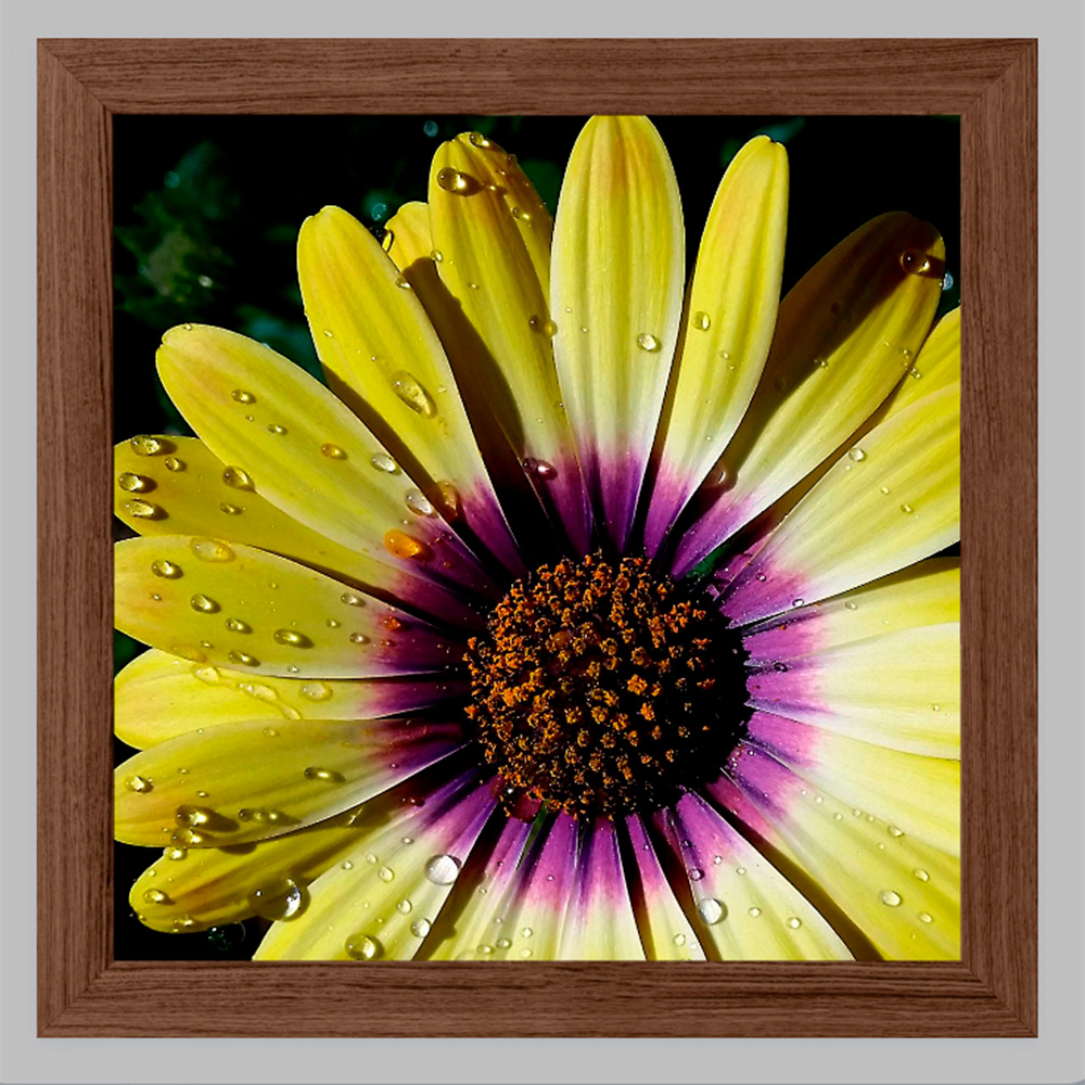 African Daisy photo 8x8 inch with Walnut colored Oak Frame African Daisy photo 8x8 inch with Walnut colored Oak Frame