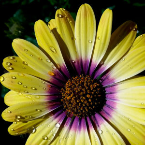 African Daisy semi-matte photograph