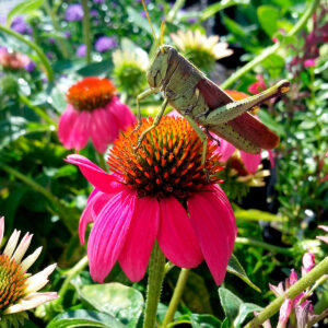 Grasshopper on Coneflower 10" x 10" photograph with no frame