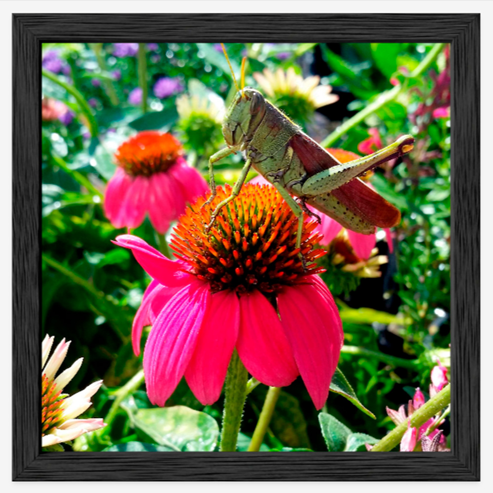 Grasshopper on Coneflower photograph with Black Oak premium frame Grasshopper on Coneflower photograph with Black Oak premium frame
