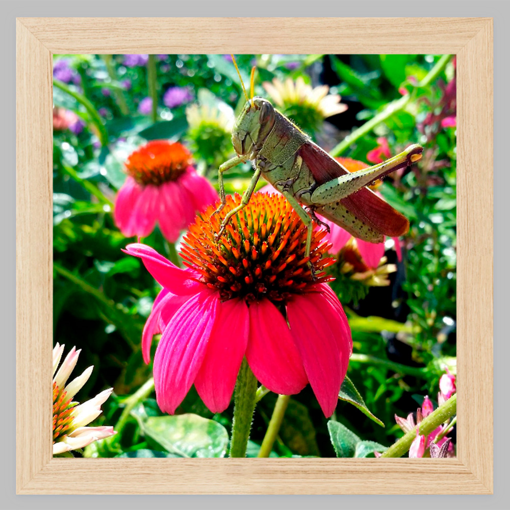 Grasshopper on Coneflower photograph with Natural Oak premium frame Grasshopper on Coneflower photograph with Natural Oak premium frame