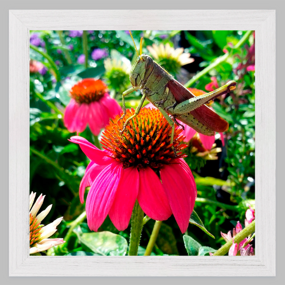 Grasshopper on Coneflower photograph with White Oak premium frame Grasshopper on Coneflower photograph with White Oak premium frame