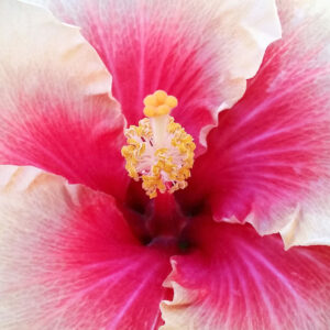 Ruffled hibiscus flower semi-matte photo with no frame