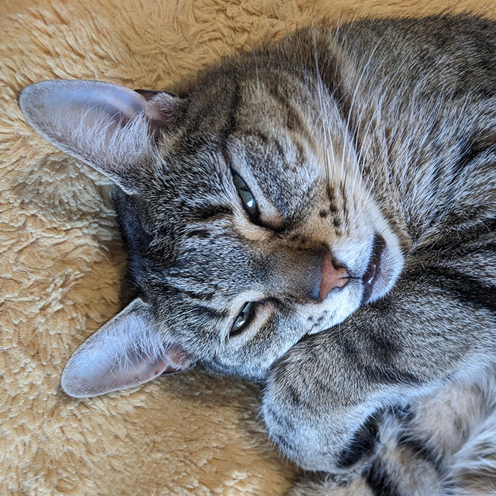 Mystic the cat on pillow