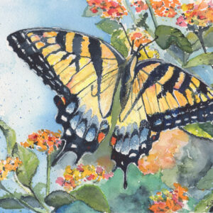 swallowtail butterfly _Lowres